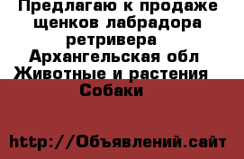 Предлагаю к продаже щенков лабрадора ретривера - Архангельская обл. Животные и растения » Собаки   